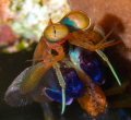   very tiny mantis shrimp St Eustatia  